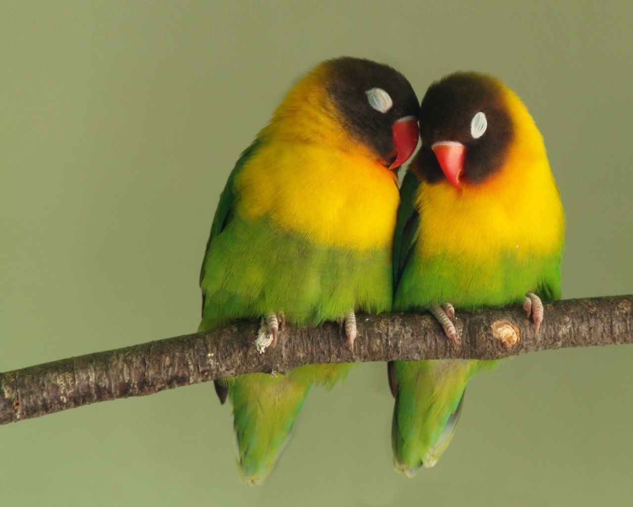Lovebird Dan Kita Kicau Cinta Sang Peri